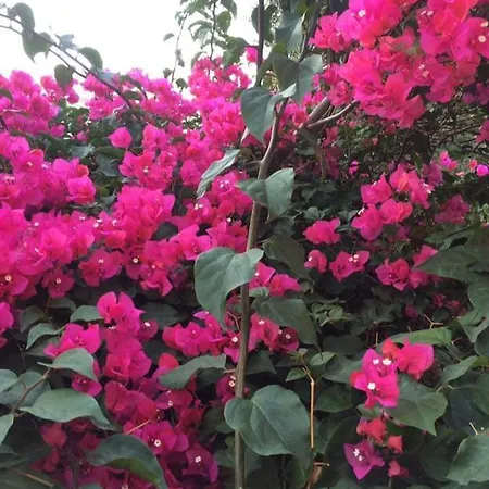 Jasmine סנטה תרזה די ריבה