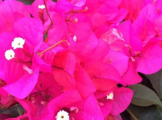 Bed & Breakfast Jasmine