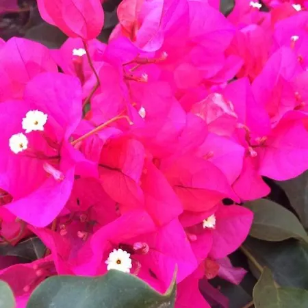 Bed & Breakfast Jasmine